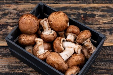 Диетолог Мухина рассказала, что грибы способствуют похудению