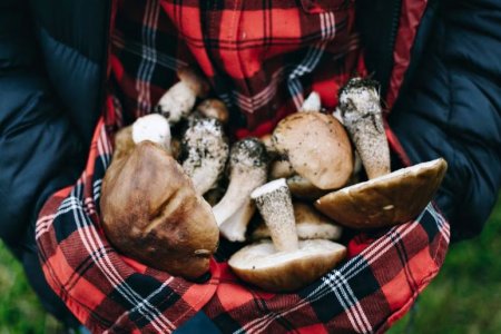 Медики перечислили пять самых полезных грибов
