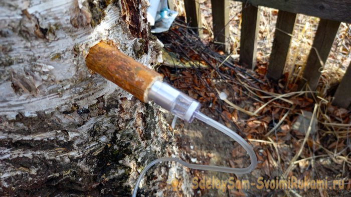 Как правильно собирать березовый сок, с наименьшим ущербом для дерева