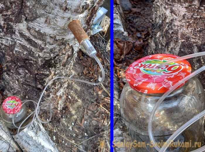 Как правильно собирать березовый сок, с наименьшим ущербом для дерева