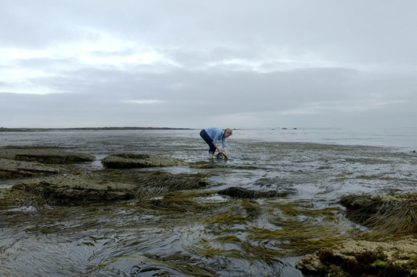 Королева водорослей: как мастерица из Бретани создает удивительные предметы из морской растительности