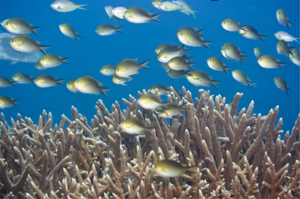 Подводные джунгли: как спасают от вымирания коралловые рифы на Мальдивах