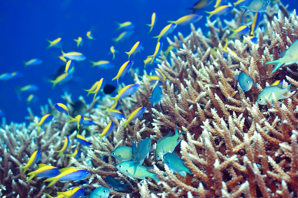 Подводные джунгли: как спасают от вымирания коралловые рифы на Мальдивах