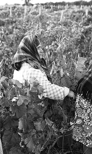 Повседневная жизнь в советской Грузии 1976 года в фотографиях шведского фотографа