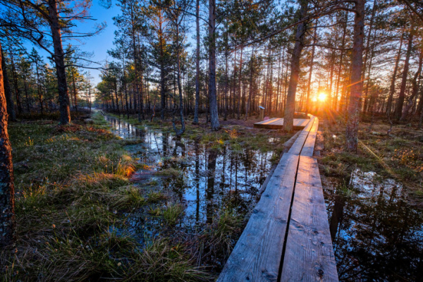 Прибалтийское солнцестояние: как отмечают Янов день в Латвии