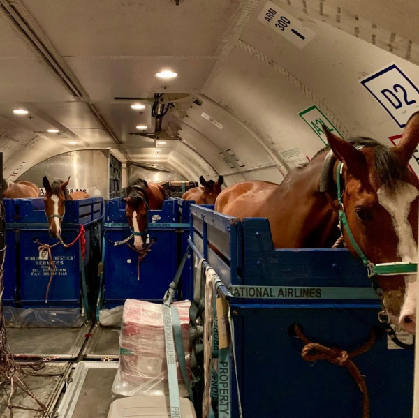 Табун уходит в небо: как лошадей перевозят на самолетах