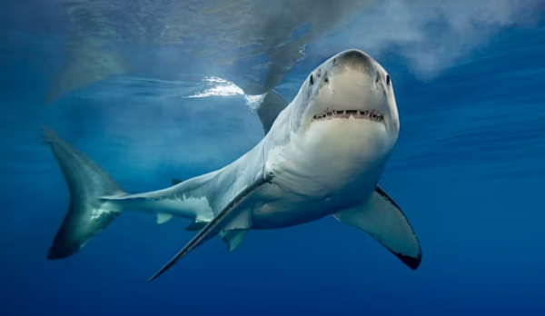 Туристы предлагают чипировать акул в Приморье и отпугивать их гидроциклами